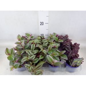 Tradescantia   ...mix