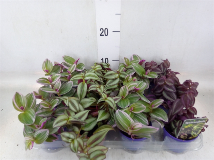 <h4>Tradescantia   ...mix</h4>