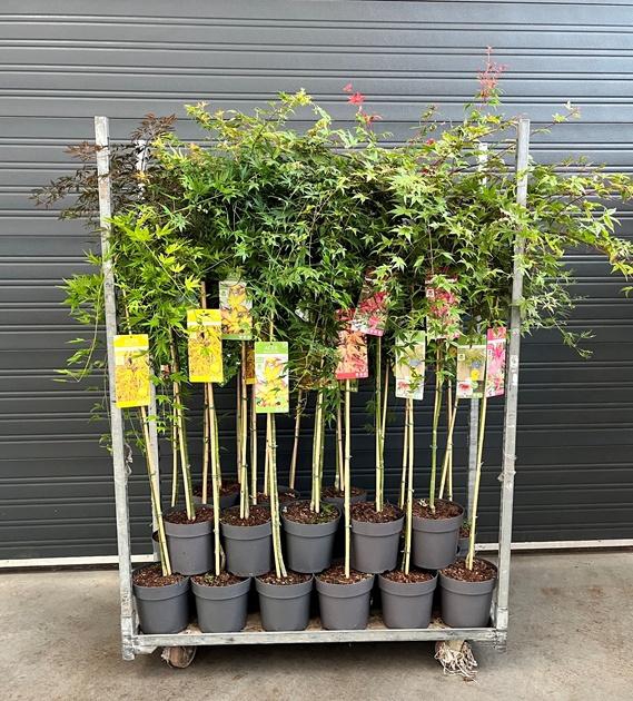 <h4>Acer Palmatum</h4>