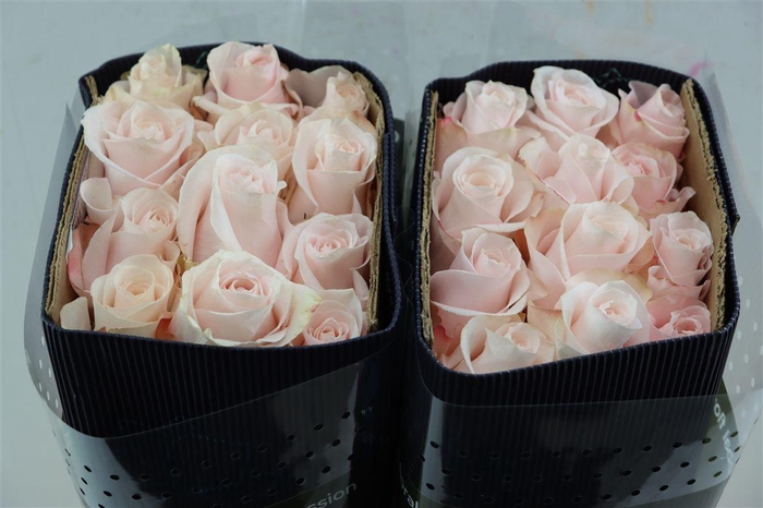 <h4>R Gr Pomarose</h4>