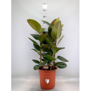 Ficus elastica 'Robusta'