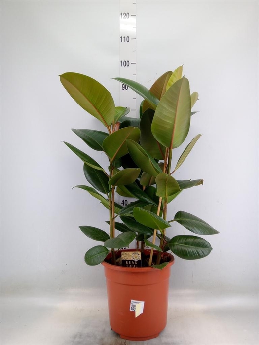 <h4>Ficus elastica 'Robusta'</h4>