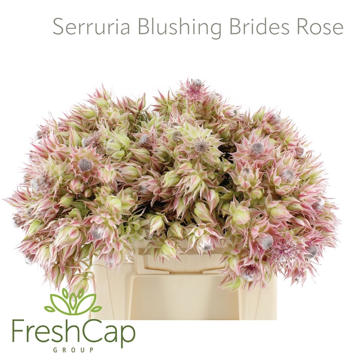 <h4>Serruria Blushing Brides Rose 2-5 Flwrs</h4>