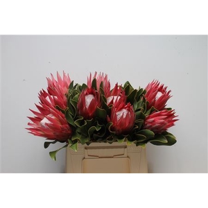 Protea Madiba