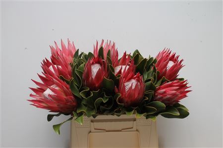 <h4>Protea Madiba</h4>