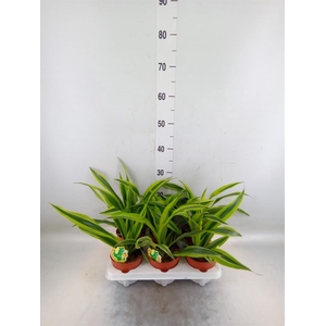 Dracaena fr de 'LemonLime'