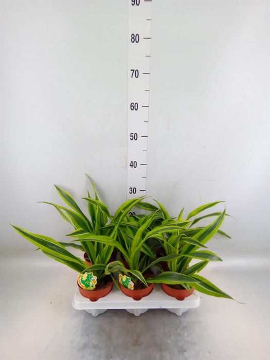 <h4>Dracaena fr de 'LemonLime'</h4>