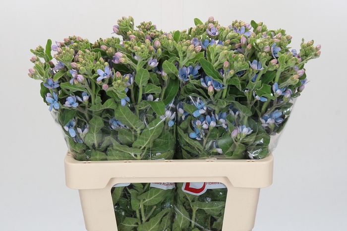 Oxypetalum Tweedia Blue