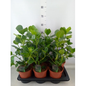 Clusia rosea 'Princess'