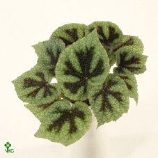 Begonia BD masoniana