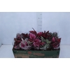 BEGONIA BELEAF P11 PO
