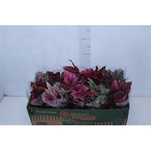 BEGONIA BELEAF P11 PO