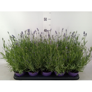 Lavandula angus. 'Hidcote'