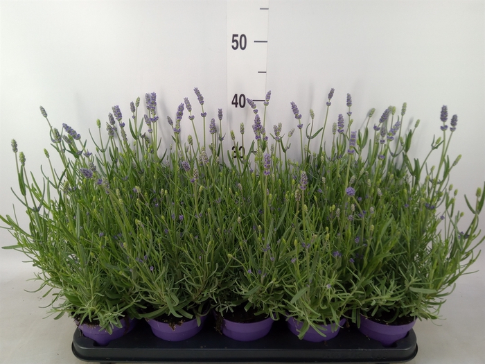 <h4>Lavandula angus. 'Hidcote'</h4>