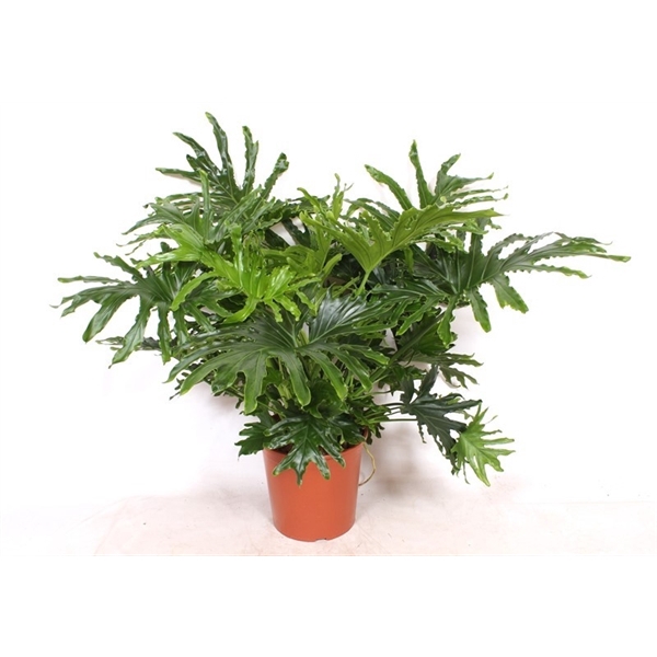 <h4>Philodendron selloum</h4>