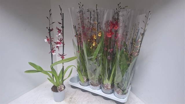 arr8 Cambria Grp Gem