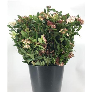 Viburnum Tinus Valeri