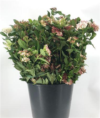 <h4>Viburnum Tinus Valeri</h4>