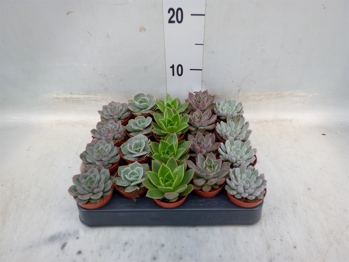 <h4>Echeveria   ...mix</h4>