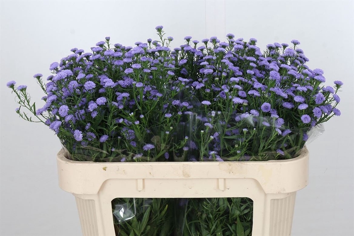 <h4>Aster Baby Blue</h4>