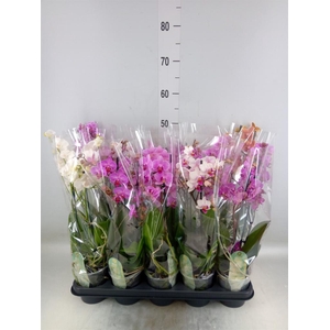 Phalaenopsis multi.   ...mix  6