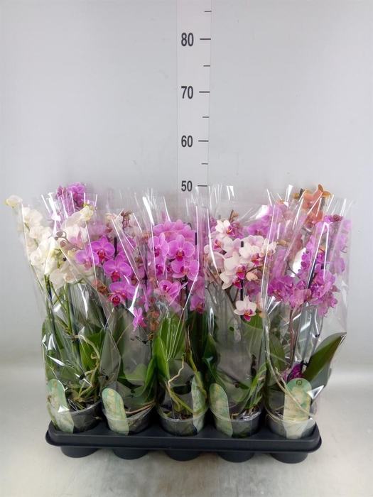 <h4>Phalaenopsis multi.   ...mix  6</h4>