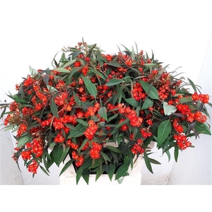 EUPH F T RED SURPRIS