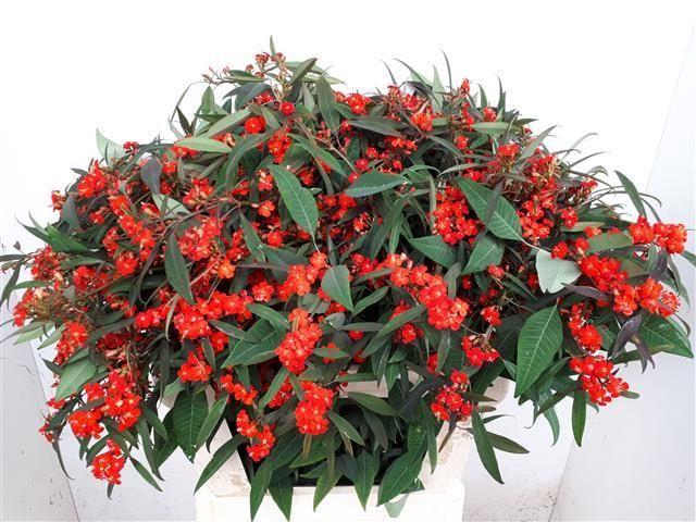 <h4>EUPH F T RED SURPRIS</h4>