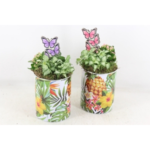 arr2 TD - Tropical tin can mix - roze