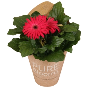 Gerbera paars 2+ bl12 cm in Pure Blooms draagtas eco