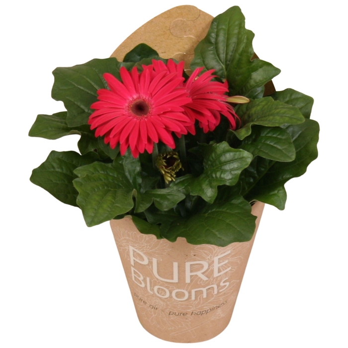 <h4>Gerbera paars 2+ bl12 cm in Pure Blooms draagtas eco</h4>