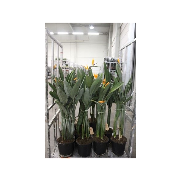 <h4>Strelitzia Regin Bl 2pp 1-3 Bloemen+</h4>