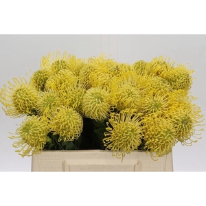 LEUCAD AYOBA GOLD NUTANS AYOBA GOLD