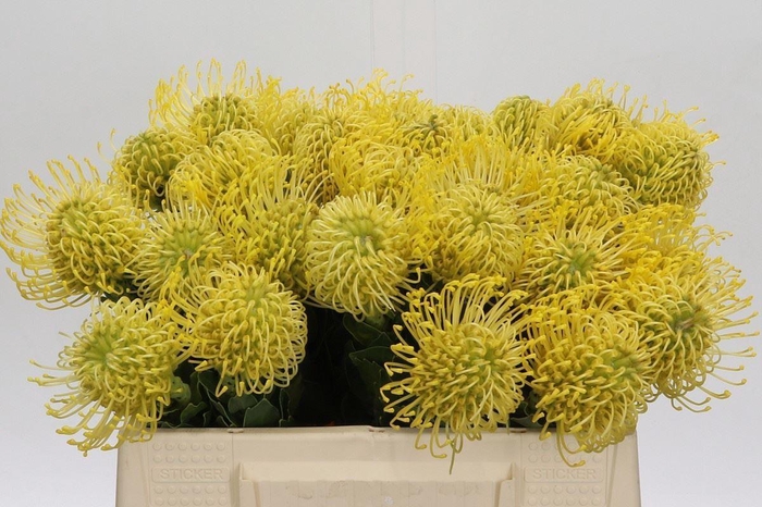 <h4>LEUCAD AYOBA GOLD NUTANS AYOBA GOLD</h4>