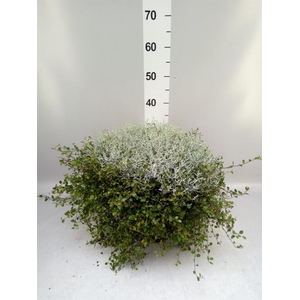 Leucophyta brownii 'Silvercalos'
