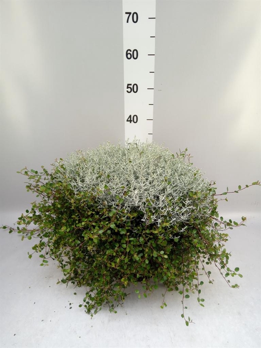 <h4>Leucophyta brownii 'Silvercalos'</h4>