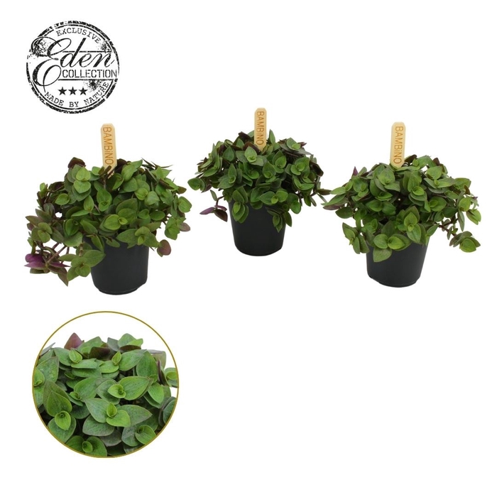 <h4>Callisia repens 'Turtle'</h4>