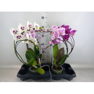 Phalaenopsis  'Elegant Cascade'