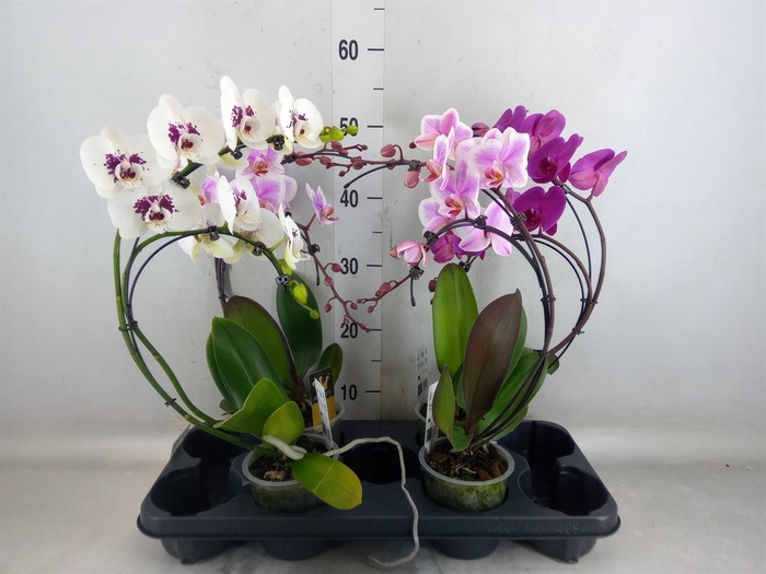 <h4>Phalaenopsis  'Elegant Cascade'</h4>