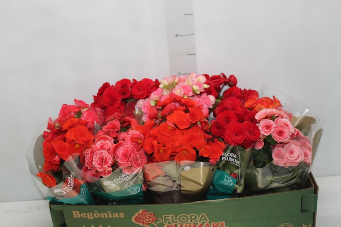 <h4>BEGONIA P11</h4>