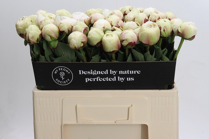 <h4>Paeonia Odile</h4>