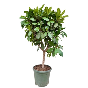 Ficus cyathistipula P40
