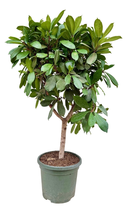 <h4>Ficus cyathistipula P40</h4>