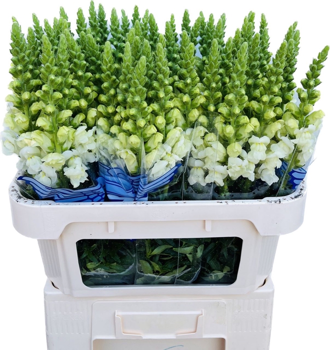<h4>ANTIR POTO IVORY WH</h4>