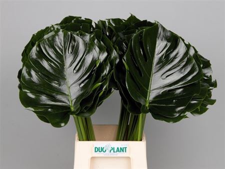 Monstera Blad 27cm Oe