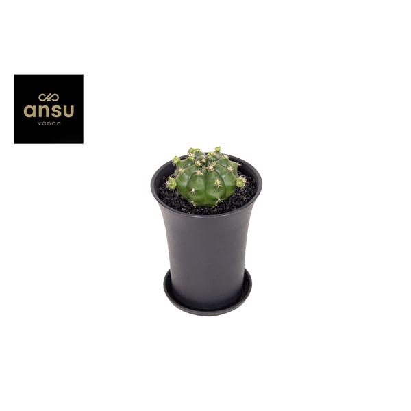 <h4>Gymno Cactus 'Froggy' XL</h4>