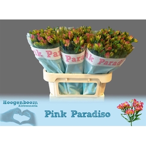 Alstr Fl Pink Paradise