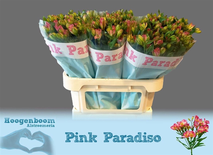 <h4>Alstr Fl Pink Paradise</h4>