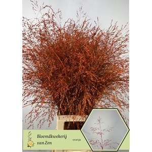 SIERGRAS COLORED ORANGE