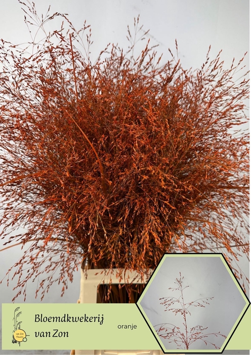 <h4>SIERGRAS COLORED ORANGE</h4>